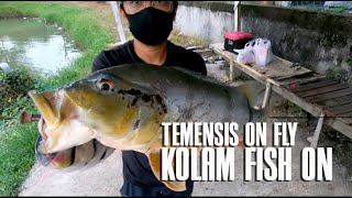 TEMENSIS KOLAM FISH ON