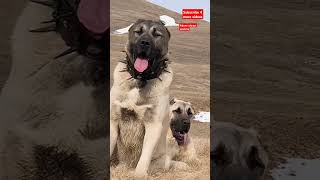 KANGAL KÖPEKLERİ #dog #pet #pets #dogs #köpek #doglover #dogshorts #köpek #doglife #fyp #fy #shorts