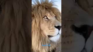 Gorgeous 😍 that low roar is so powerful!! 📽️:Human.kind.photography