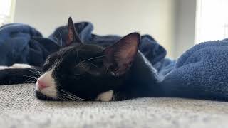 kitten curled up with a blanket