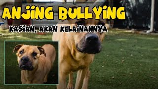 Anjing Bullying, Menerima penghinaan karena kelainannya.