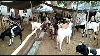 goat for sale other quality 9050518118