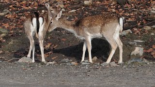 Fallow Deer, Parc Omega