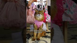 Prettiest Little Feline Fashionista Previews Her Cat Show Wardrobe! #catshorts