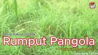 Rumput Pangola #Digitaria decumbens #Serial Pakan Ternak