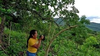 Cortando Paguas en el CAMPO 💚