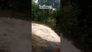 Musim Hujan Terjadi Banjir Bandang di Kalimantan #youtubeshorts #nature #hutankalimantan