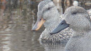 Gadwalls, 4/27/2024 (HD)