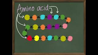 bio- Protein Synthesis vocab