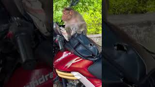 How monkey searching bike cover #shorts #youtubeshorts