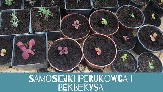 samosiejki perukowca i berberysa