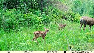 Fawns June 2023