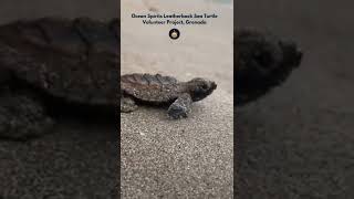 Baby Turtle Season is Coming!