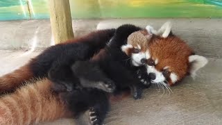 【red panda】Father and Son（WoWoTou and MiGao)