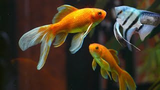 Can goldfish and angelfish live together? can angelfish and goldfish share the same fish tank?