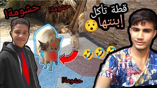 اخبار عاجلة 😨😨😨.  فيديو القطة المعجزة سبحان الله 🤯