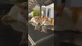 serious cats! #cat #catlover #shortvideo #cats #shorts #ytshorts #short #malaysia #kualalumpur