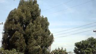 space shuttle flyby in garden grove Ca.