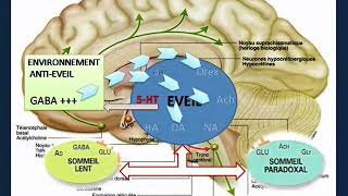 Sommeil: Introduction