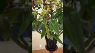 Orchid growing