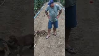 filhote de PIT BULL só morde o pescoço!! #short #agro #rural #campo #pitbull