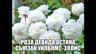 Роза Девида Остина Сьюзан Уильямс-Эллис