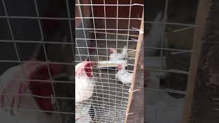 Los REPRODUCTORES en su mejor temporada de postura #chicken #gallinablanca #granja #animal #youtube