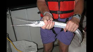 TRUE STORY: HOW I WAS ATTACKED BY A NEEDLEFISH AND LIVED TO TELL