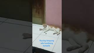 kucing ketemu kumbang