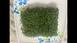 Mustard Microgreens grown without soil from sarson/rye seeds in kitchen