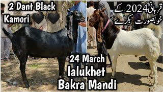 24 March. Lalukhet Bakra Mandi. Qurbani ka Vip Maal. Kamori Pateri Ablak Gulabi orangi liyari malir.