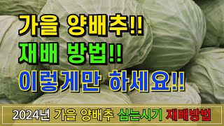 2024년 가을 양배추 이때 심으세요(심는 시기, 재배 방법)