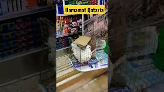 Qatari Pigeon|Hamamat Qataria #shortvideo #short #shortsvideo #reels #dailyshorts #reelsvideo #viral