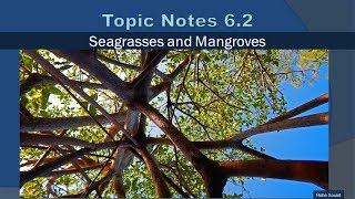 Topic Notes 6.2: Seagrasses and Mangroves