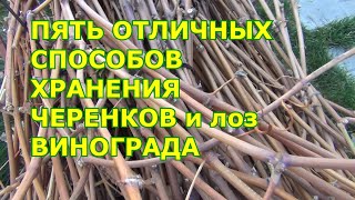 ПЯТЬ ОТЛИЧНЫХ СПОСОБОВ ХРАНЕНИЯ ЛОЗ и ЧЕРЕНКОВ ВИНОГРАДА