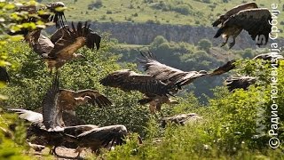 Trag: Vreme orlova - uvačka bajka