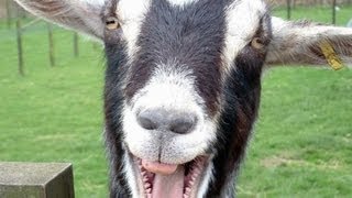 Funny Goats Screaming like Humans