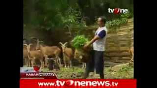 Zoo Of Death!! Setelah Singa Kini Kambing Gunung Afrika Meregang Nyawa Di Kebun Binatang Surabaya