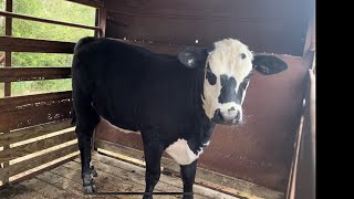 Is that a new baldy heifer? Not weaned… New farm…. New friends… Meet Oreo!