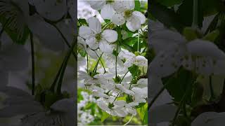 Close Up Of Blooming Trees. Flowers । Beautiful । Beauty । Nature #shorts #shortvideo #viral