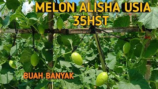 MELON ALISHA USIA 35HST AMAN DARI KERITING #melon