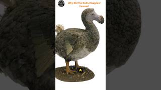 Dodo: The Untold Story Behind Their Extinction