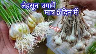 अकतूबर मे लहसून उगायें 5 दिन मे / How To Grow Garlic at Home / Garlic Grow Ideas / Winter Vegetable