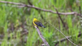 Prothonatory warbler,  Point Pelee National Park, 05/16/23