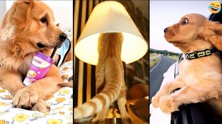 Funny ANIMALS videos 😅 Funniest CATS😺 and DOGS🐶 2024