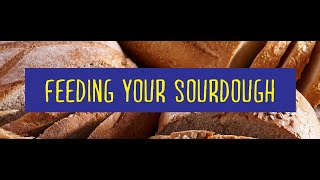 Feeding Your Sourdough Mother