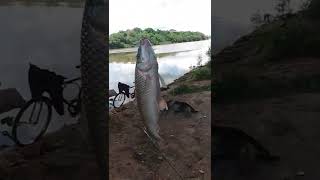 💥💥 Piapara bruta no Rio poti #pesca #Pescaria #1KCreator