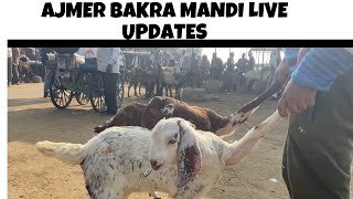 2 JANUARY AJMER BAKRA MANDI LIVE UPDATES GOAT MARKET COVER WITH PRICE RAJASTHAN BIGGEST MANDI