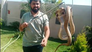 Rescued Spectacled Cobra Inside Garden #cobra #rescue #animals #mysore #bangalore