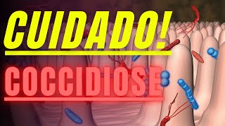 O que é coccidiose? Quais os sintomas?